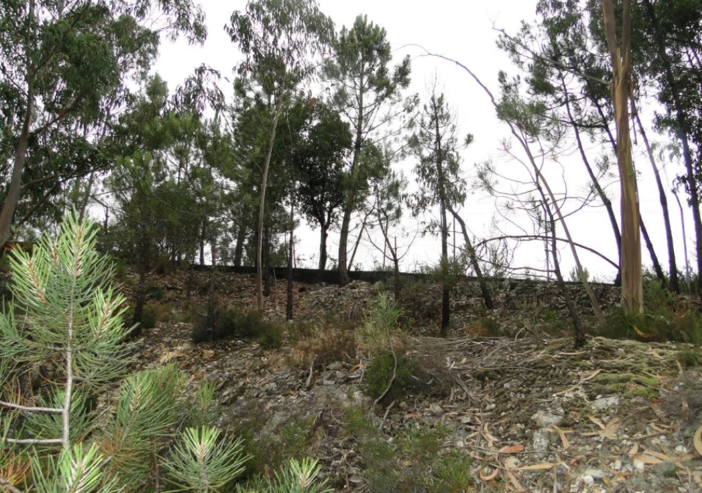 Terreno para Venda em São Roque Foto 18