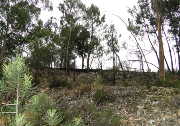 Terreno para Venda em São Roque Foto 18