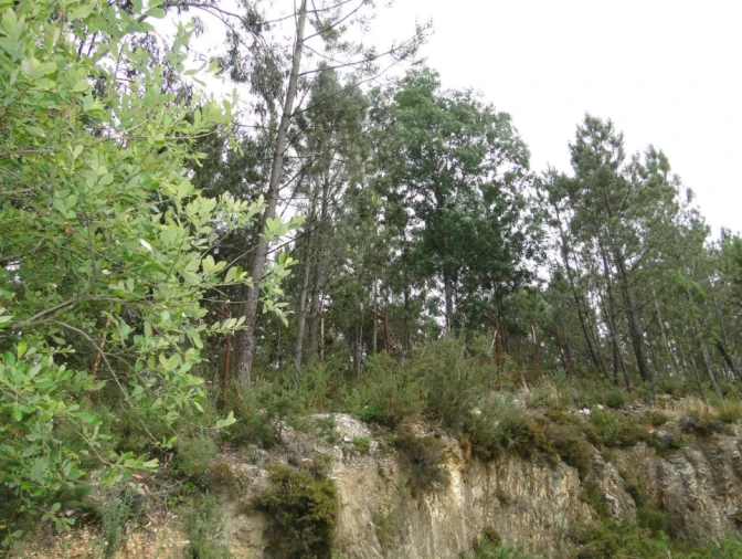 Terreno para Venda em São Roque Foto 10