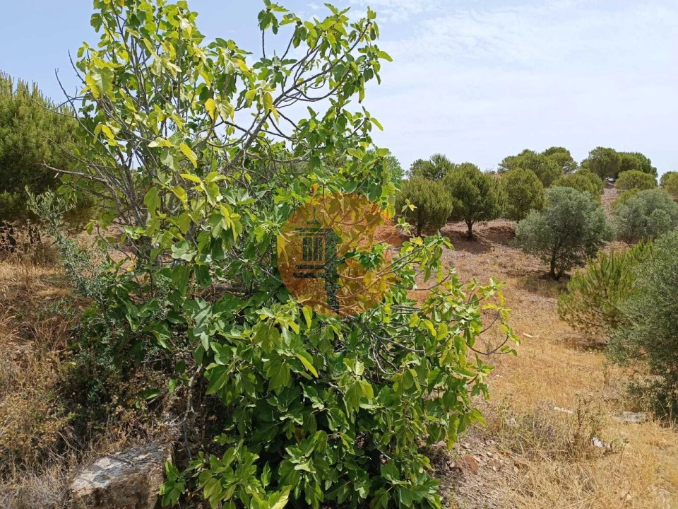 Terreno para Venda em Castro Marim Foto 6