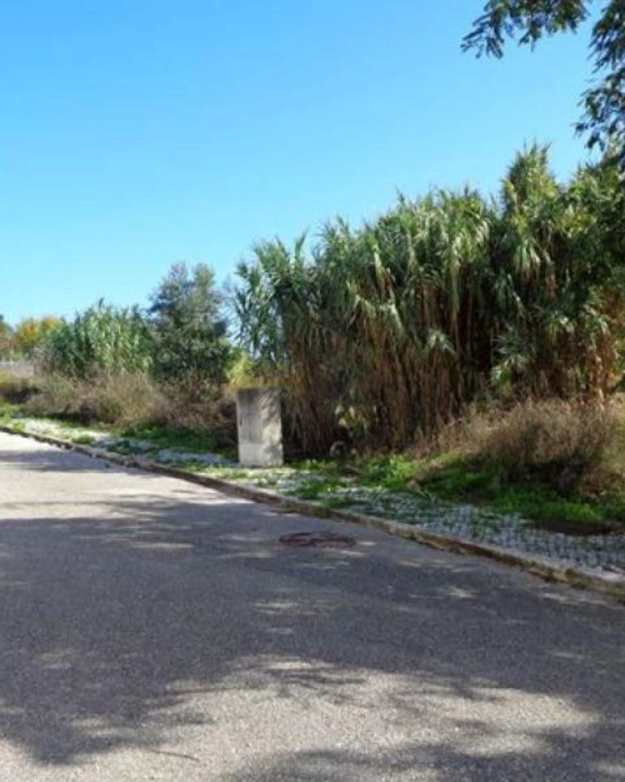 Terreno P/ Prédio para Venda em Buarcos Foto 2