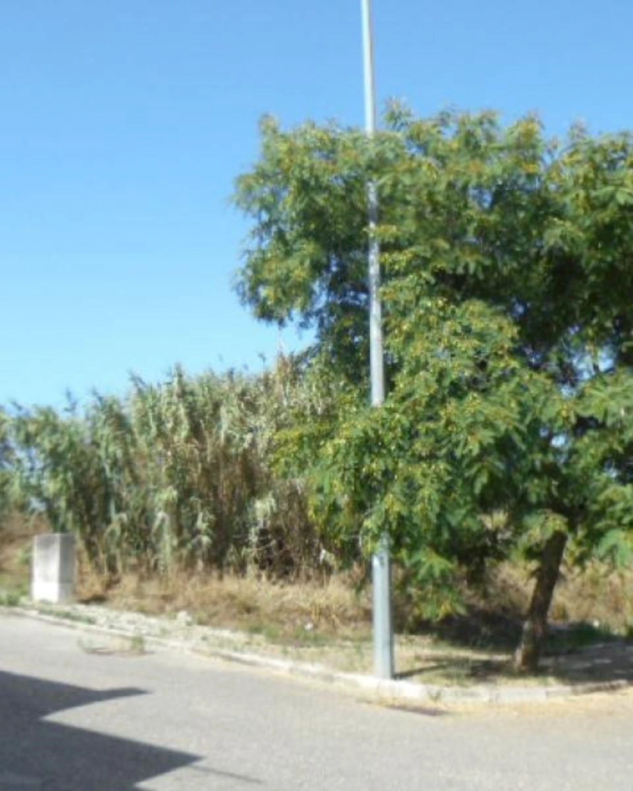 Terreno P/ Prédio para Venda em Buarcos Foto 5