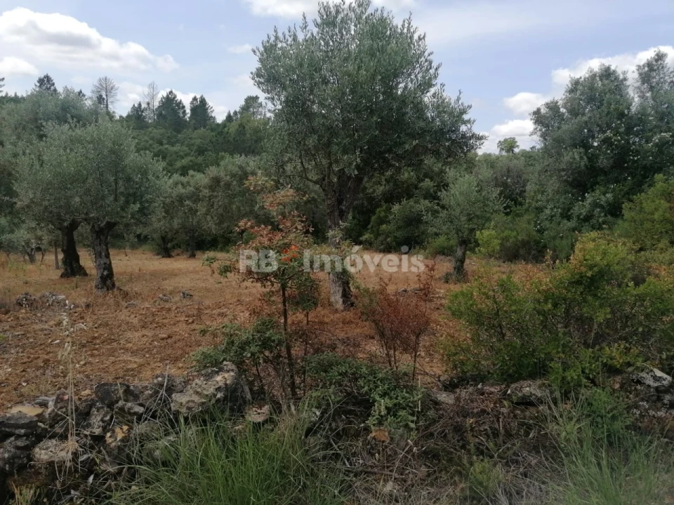Terreno Agricola ou Rústico para Venda em Além da Ribeira e Pedreira Foto 4