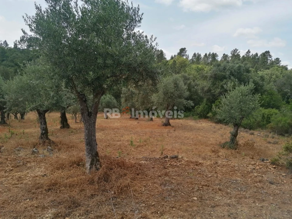 Terreno Agricola ou Rústico para Venda em Além da Ribeira e Pedreira Foto 6