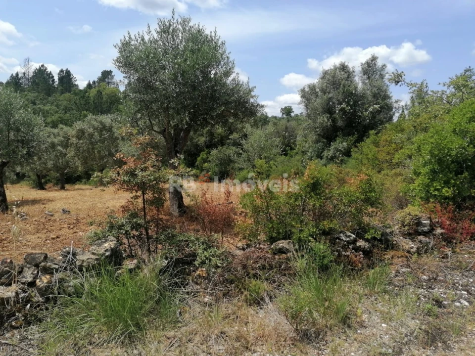 Terreno Agricola ou Rústico para Venda em Além da Ribeira e Pedreira Foto 7