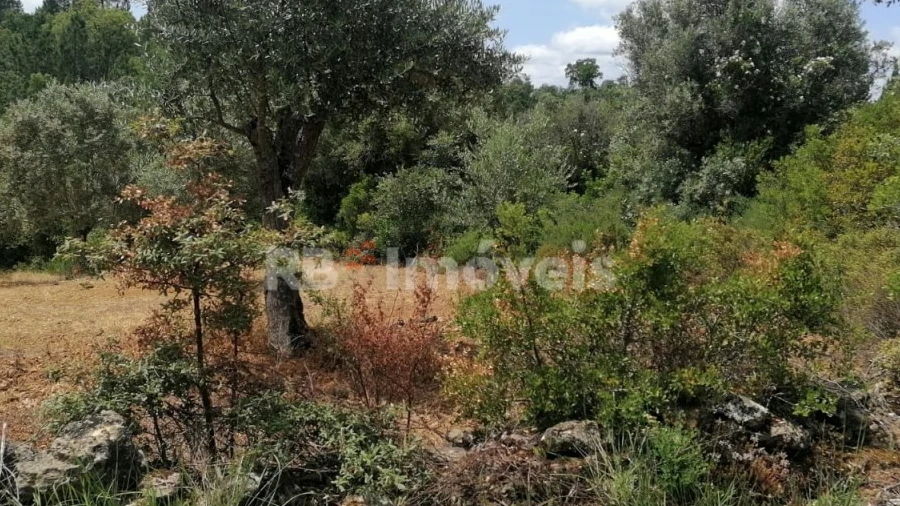 Terreno Agricola ou Rústico para Venda em Além da Ribeira e Pedreira