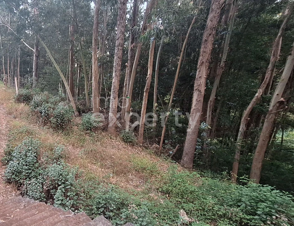Terreno para Venda em Gaula Foto 6