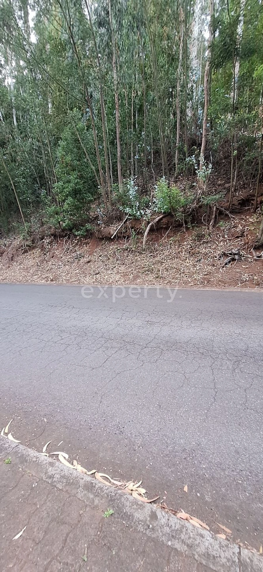 Terreno para Venda em Gaula Foto 17