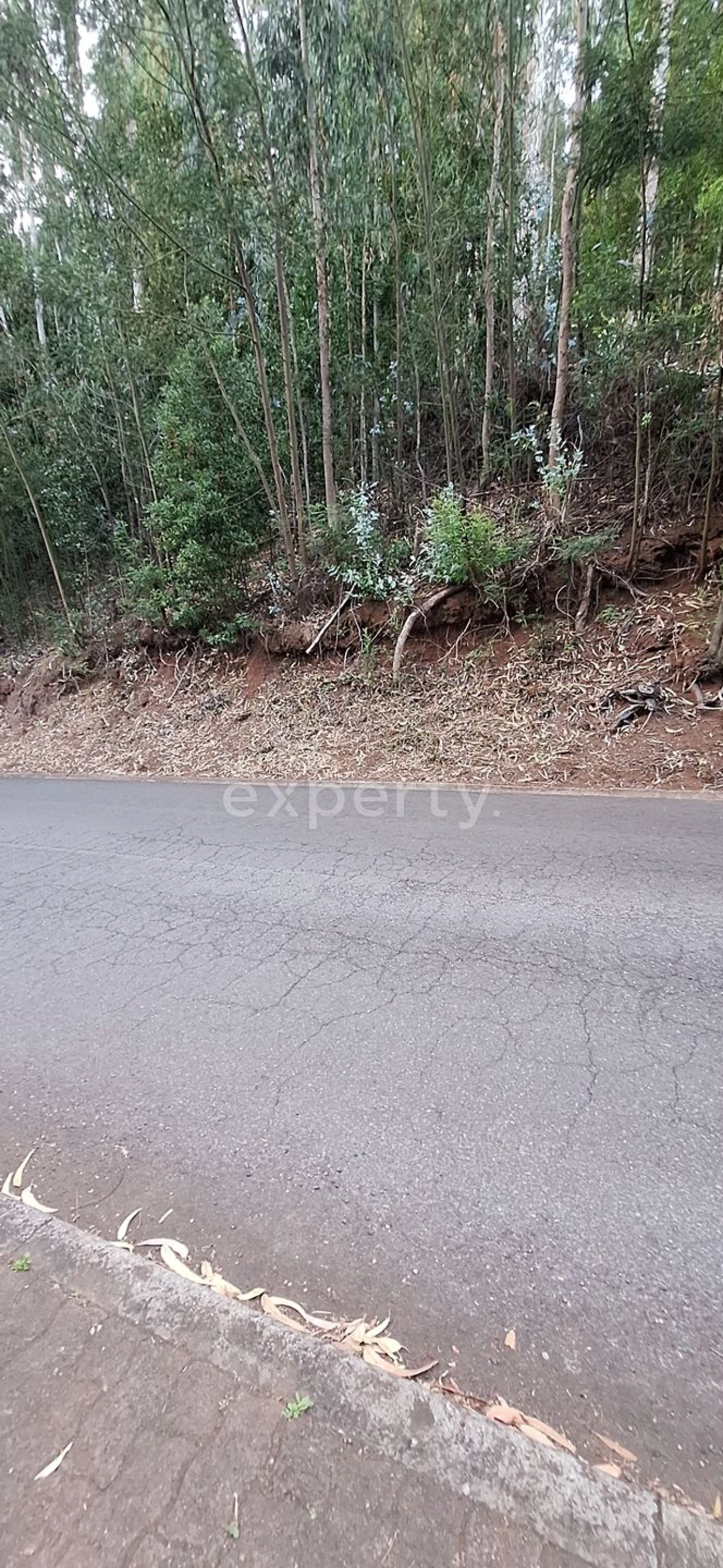 Terreno para Venda em Gaula Foto 17