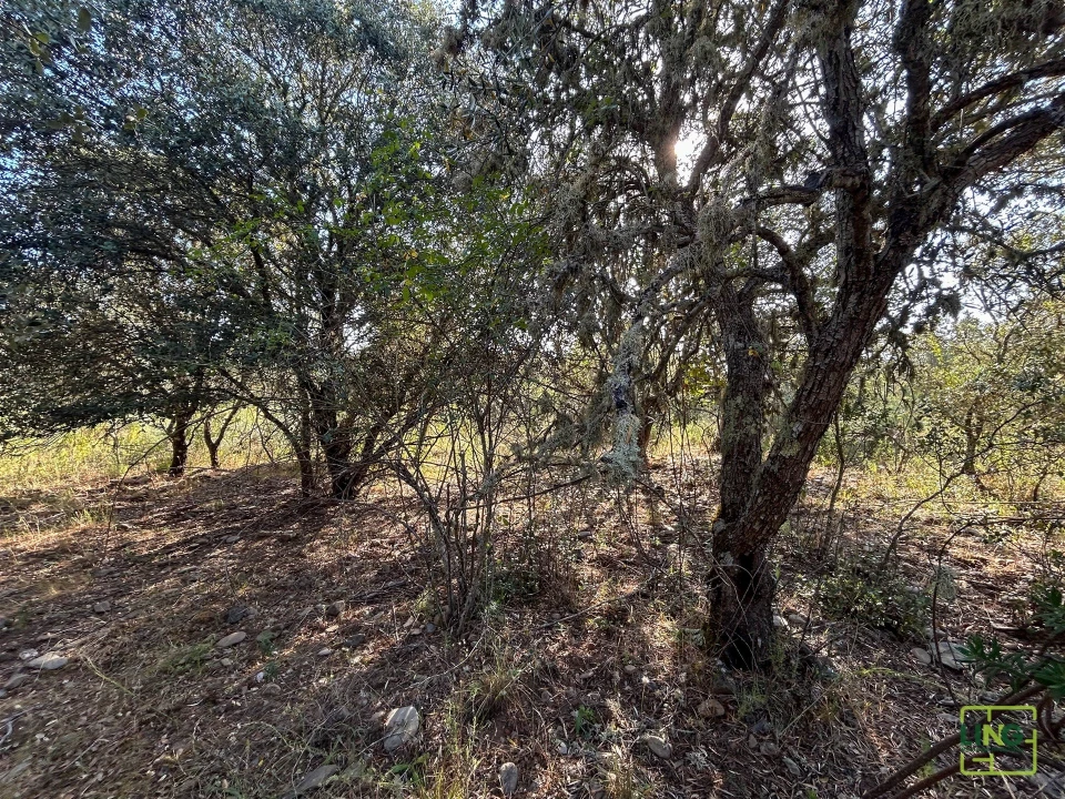 Terreno Agricola ou Rústico para Venda em Aranhas Foto 31