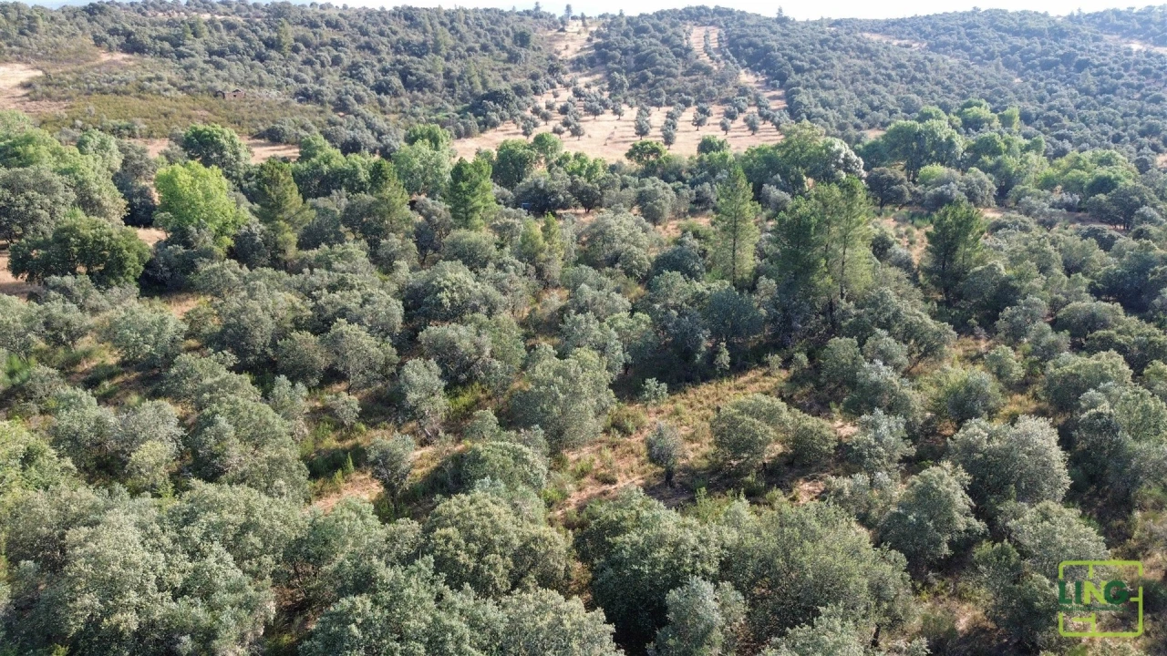Terreno Agricola ou Rústico para Venda em Aranhas Foto 9