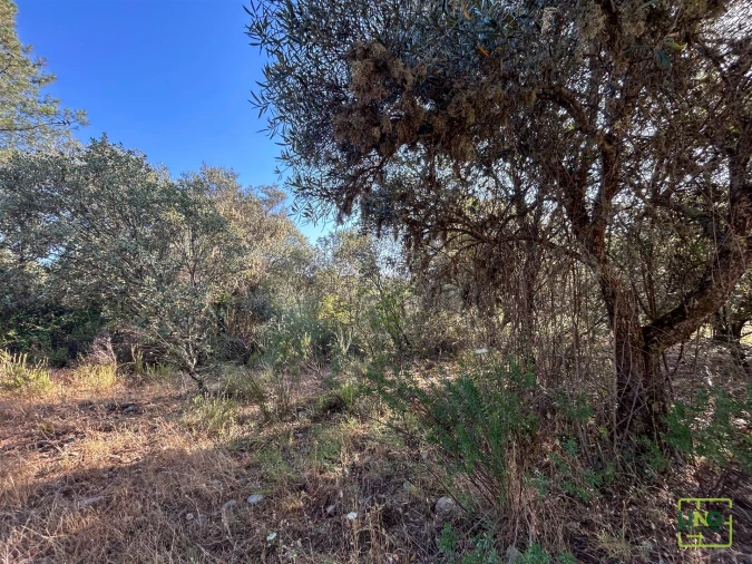 Terreno Agricola ou Rústico para Venda em Aranhas Foto 30