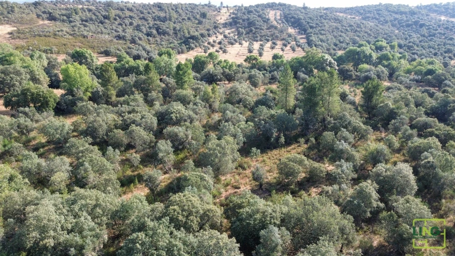 Terreno Agricola ou Rústico para Venda em Aranhas Foto 9