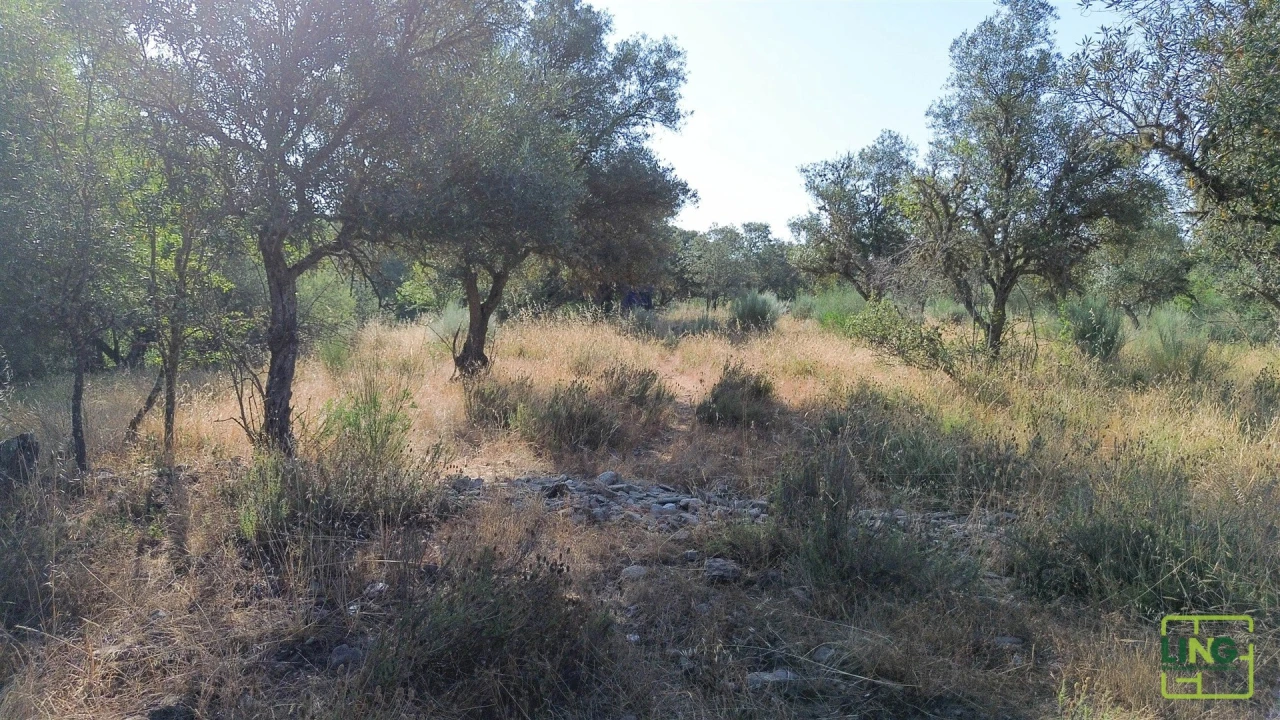 Terreno Agricola ou Rústico para Venda em Aranhas Foto 16