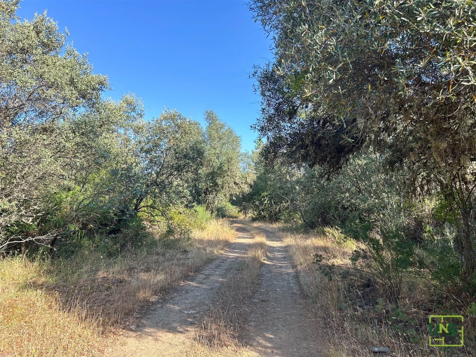 Terreno Agricola ou Rústico para Venda em Aranhas Foto 23