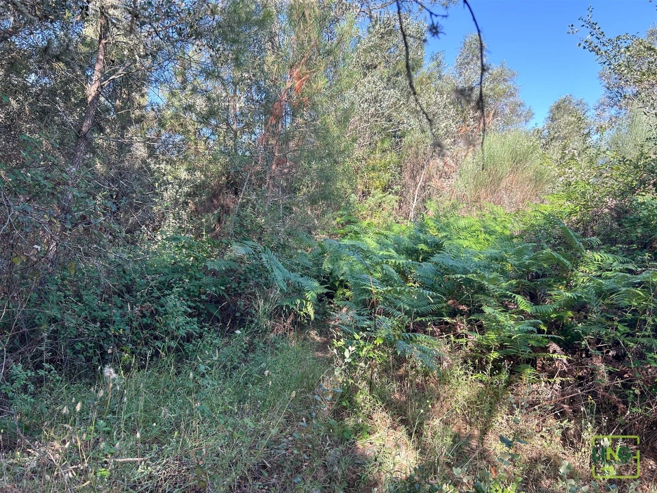 Terreno Agricola ou Rústico para Venda em Aranhas Foto 27