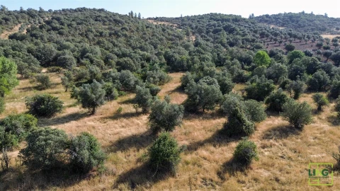 Terreno Agricola ou Rústico para Venda em Aranhas
