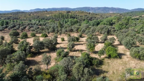 Terreno Agricola ou Rústico para Venda em Aranhas