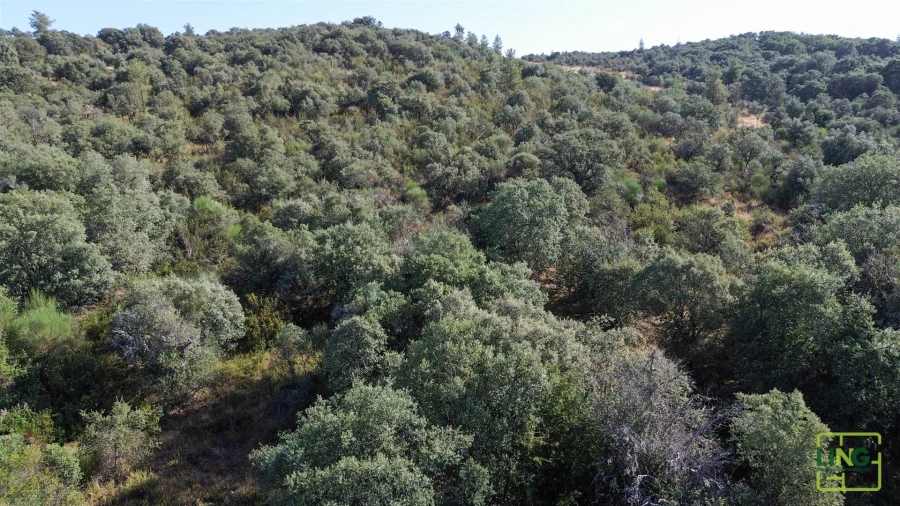 Terreno Agricola ou Rústico para Venda em Aranhas Foto 13