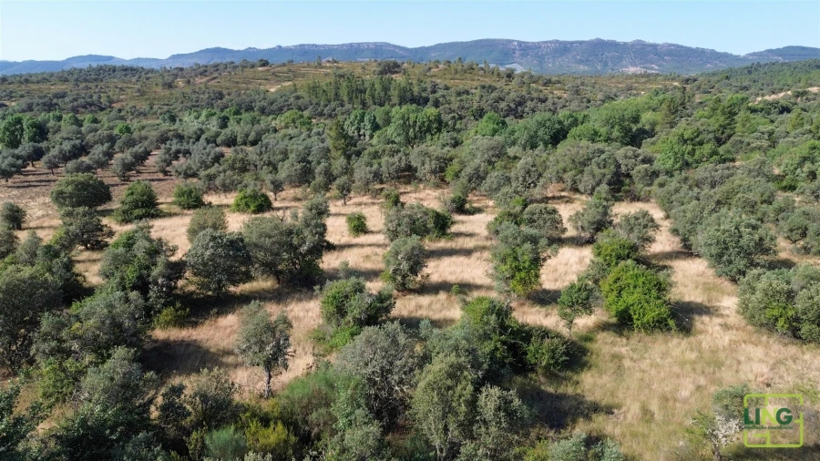 Terreno Agricola ou Rústico para Venda em Aranhas Foto 16