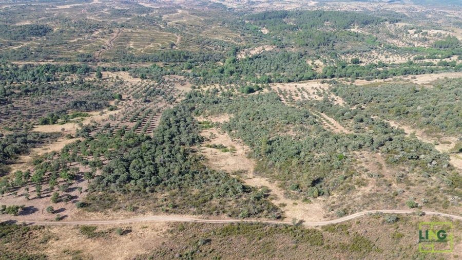 Terreno Agricola ou Rústico para Venda em Aranhas Foto 19