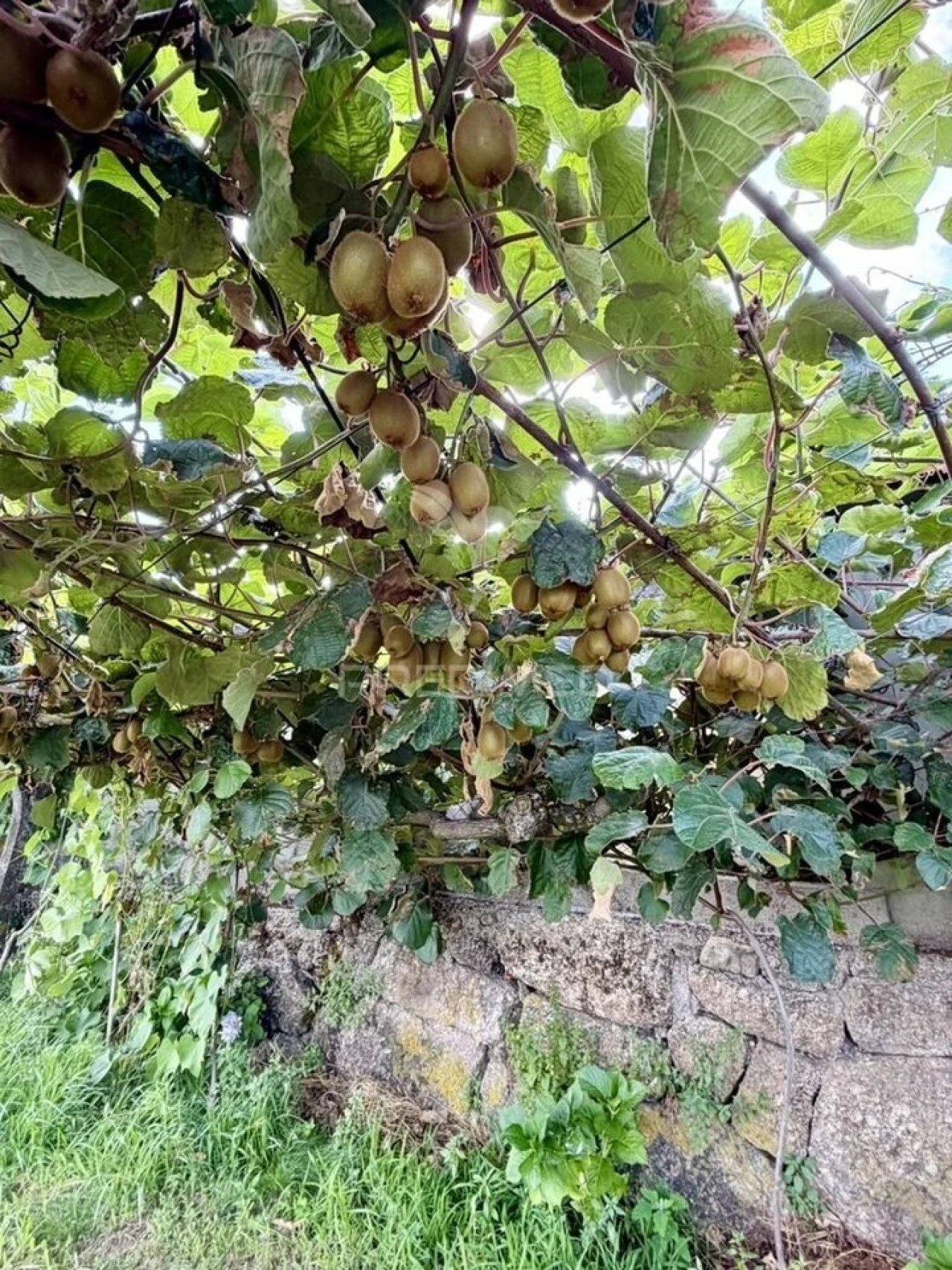 Quinta T3 para Venda em Grilo Foto 35