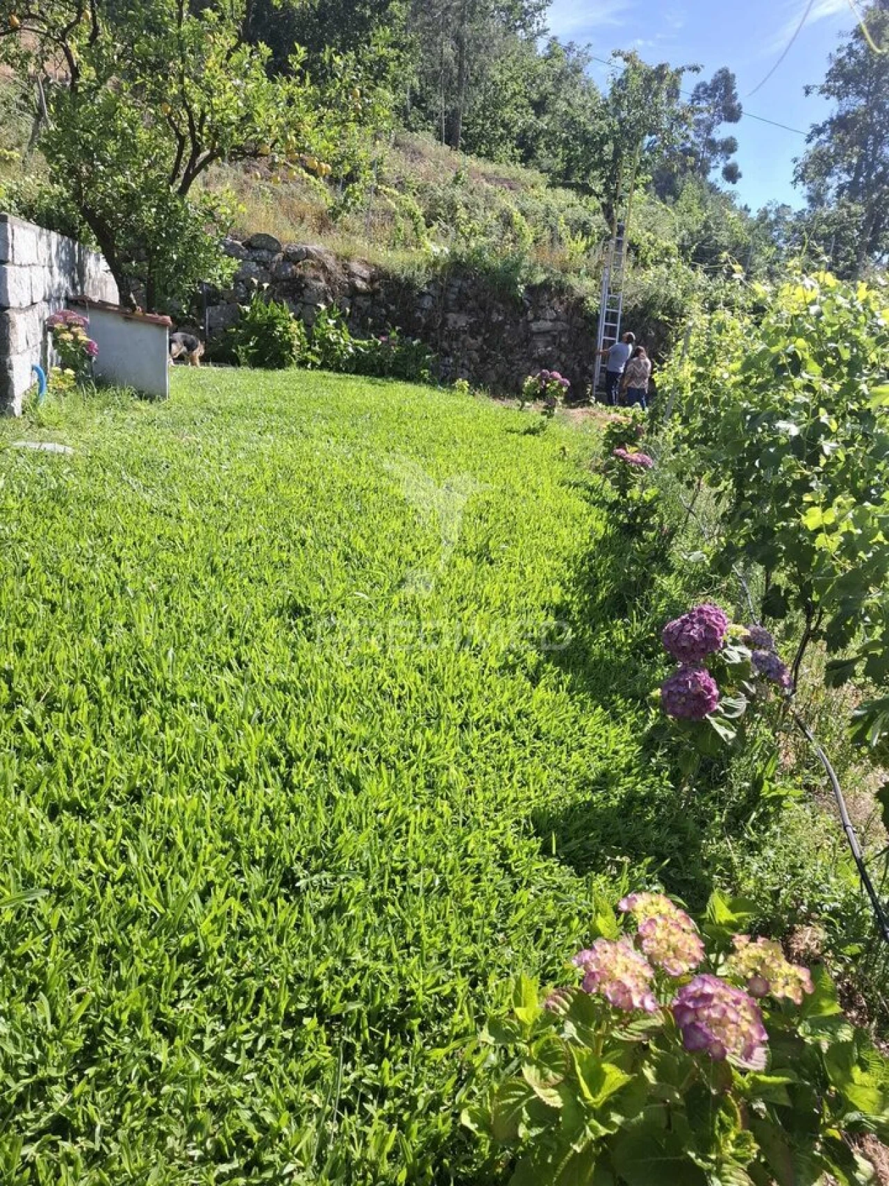 Quinta T3 para Venda em Grilo Foto 29