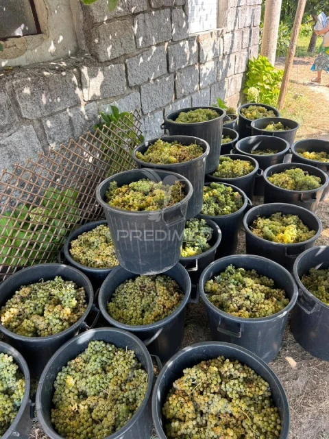Quinta T3 para Venda em Grilo