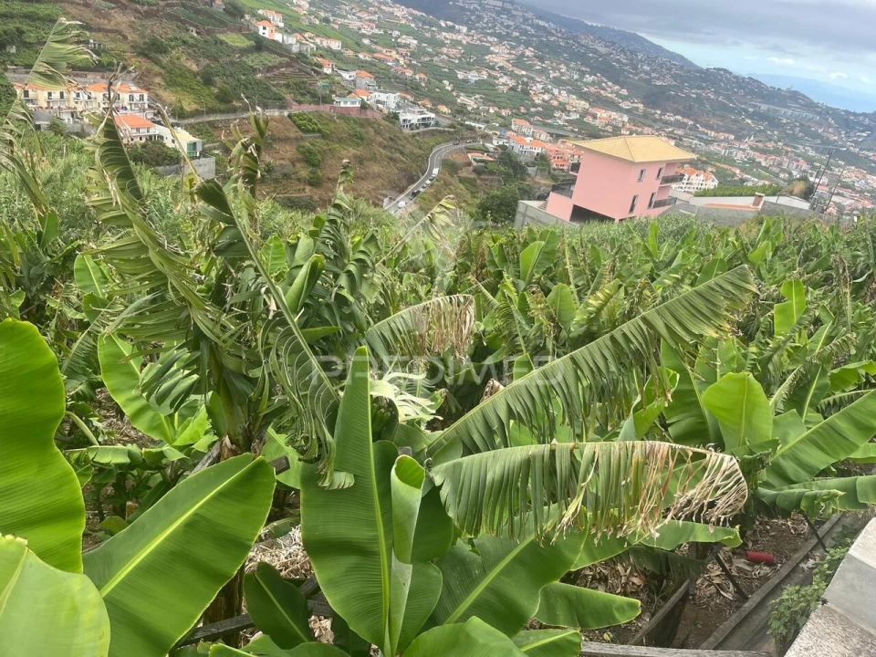 Terreno para Venda em Camara de Lobos Foto 4