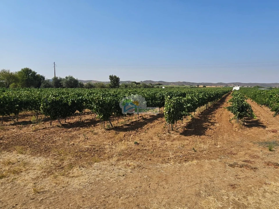 Terreno para Venda em Monsaraz Foto 9