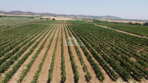 Terreno para Venda em Monsaraz