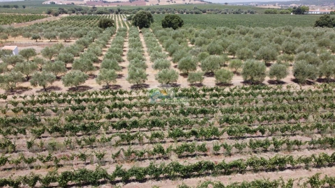 Terreno para Venda em Monsaraz