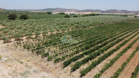 Terreno para Venda em Monsaraz