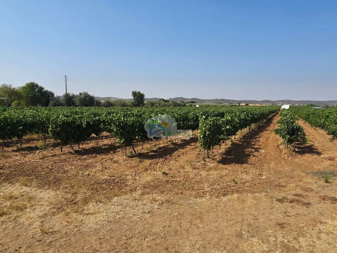 Terreno para Venda em Monsaraz Foto 9