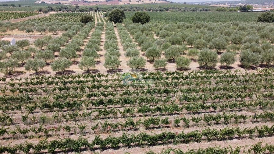 Terreno para Venda em Monsaraz Foto 6