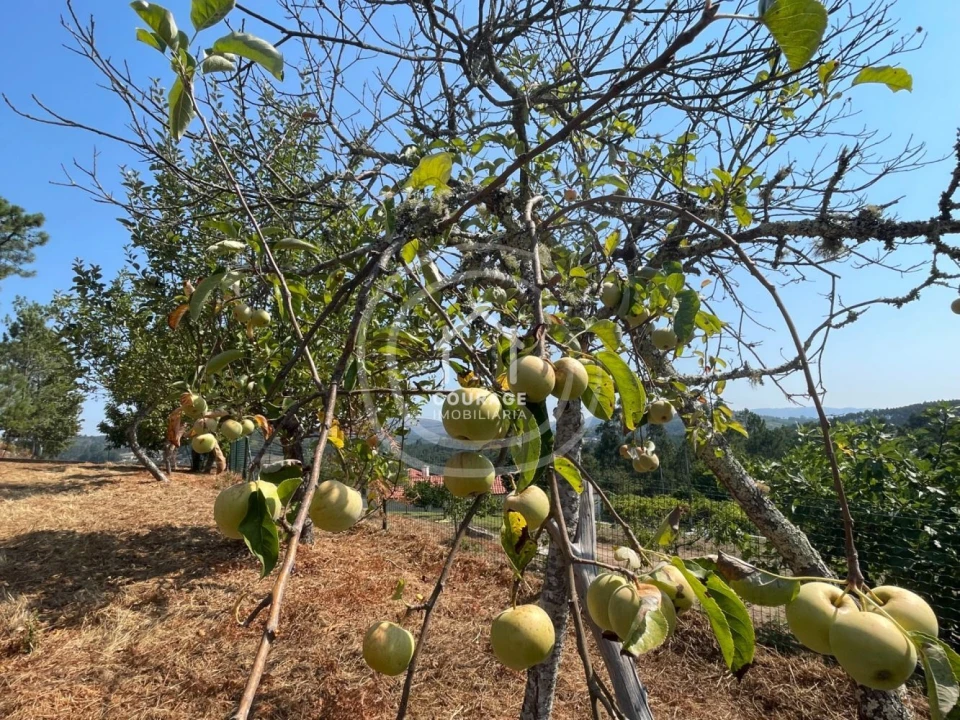 Terreno para Venda em Cossourado e Linhares Foto 10