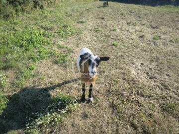 Moradia T3 para Venda em Coura