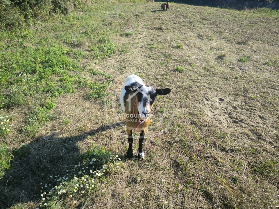 Moradia T3 para Venda em Coura Foto 24