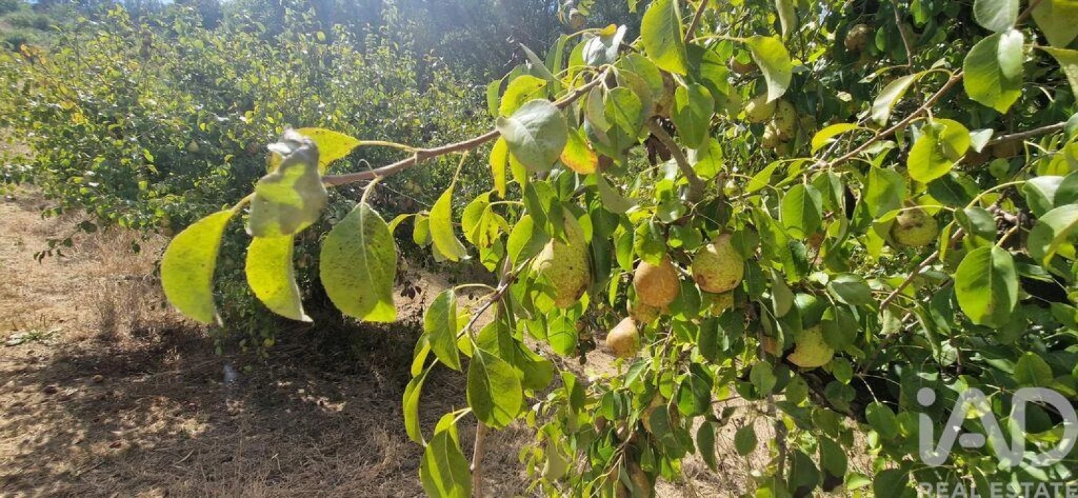 Terreno para Venda em Azueira e Sobral da Abelheira Foto 14