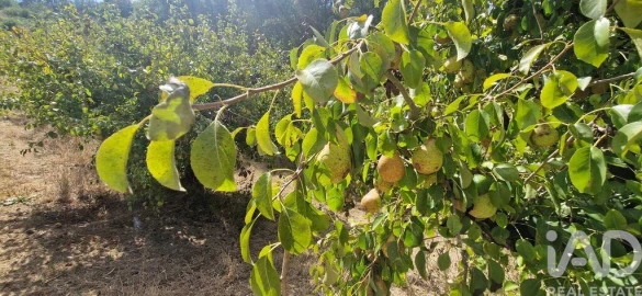 Terreno para Venda em Azueira e Sobral da Abelheira