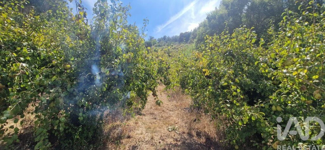 Terreno para Venda em Azueira e Sobral da Abelheira Foto 4
