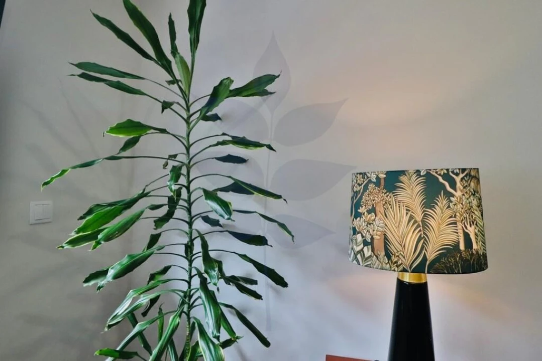 Apartamento T1 para Venda em Braga (São José de São Lázaro e São João do Souto) Foto 3