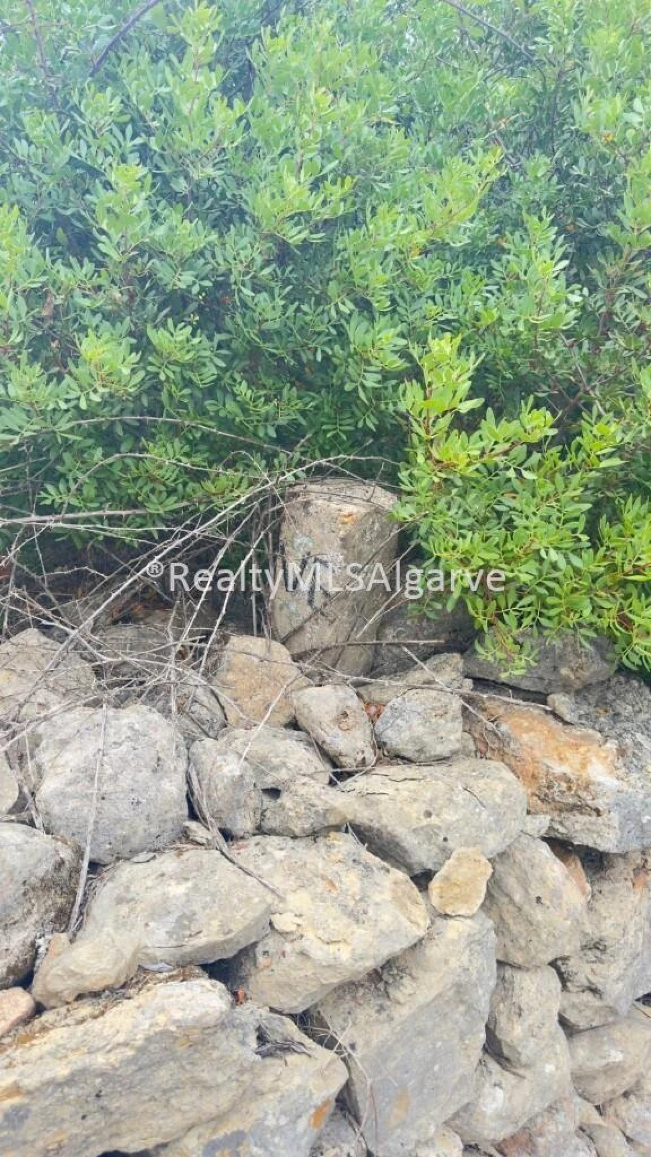 Terreno para Venda em Loule (São Sebastião) Foto 8