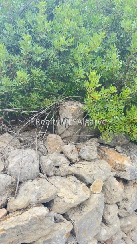 Terreno para Venda em Loule (São Sebastião)