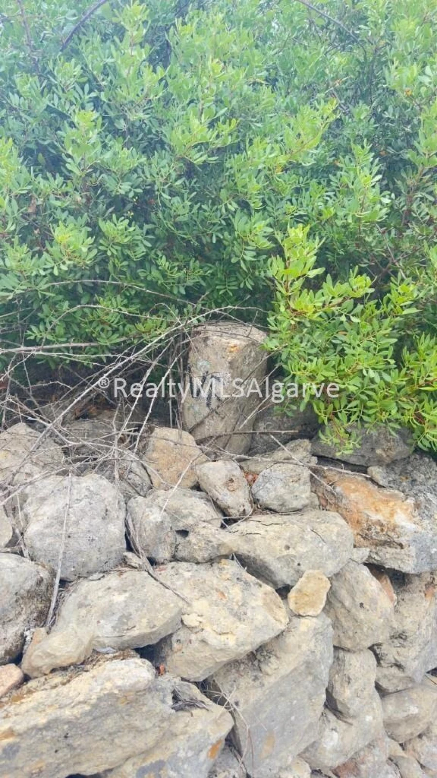 Terreno para Venda em Loule (São Sebastião) Foto 8