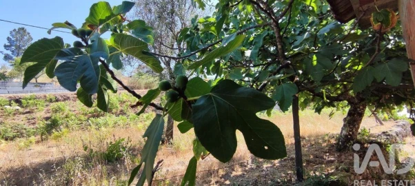 Moradia T3 para Venda em Moledo