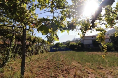 Terreno para Venda em Pico de Regalados, Gondiães e Mós