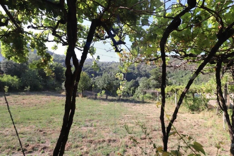 Terreno para Venda em Pico de Regalados, Gondiães e Mós Foto 5
