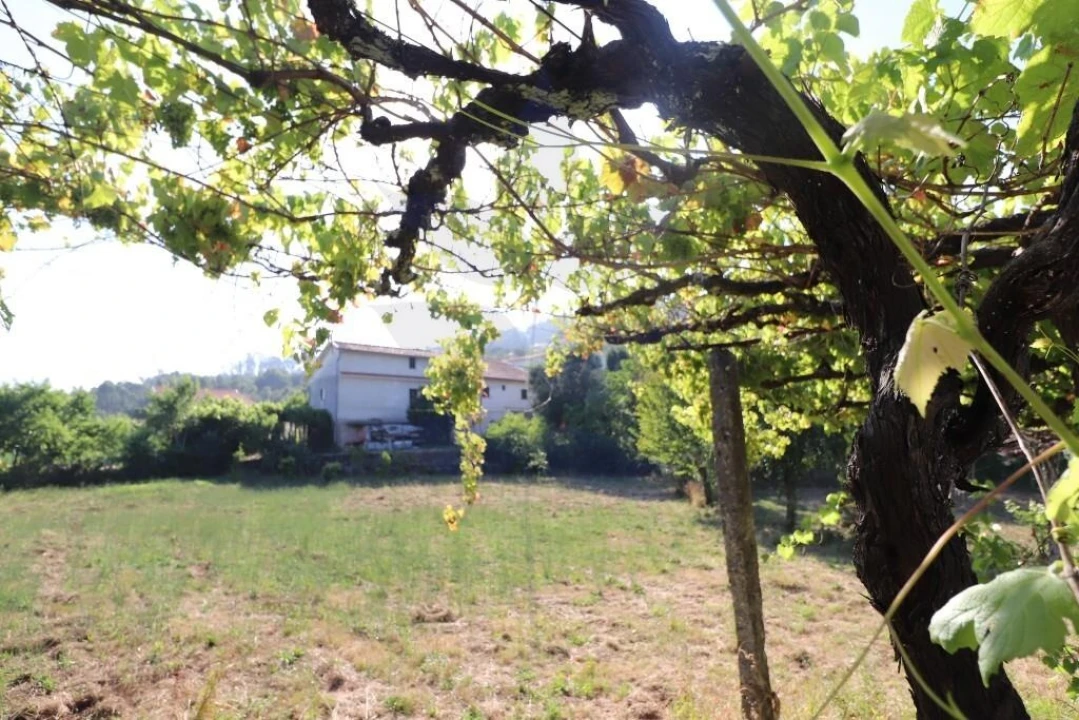 Terreno para Venda em Pico de Regalados, Gondiães e Mós Foto 3