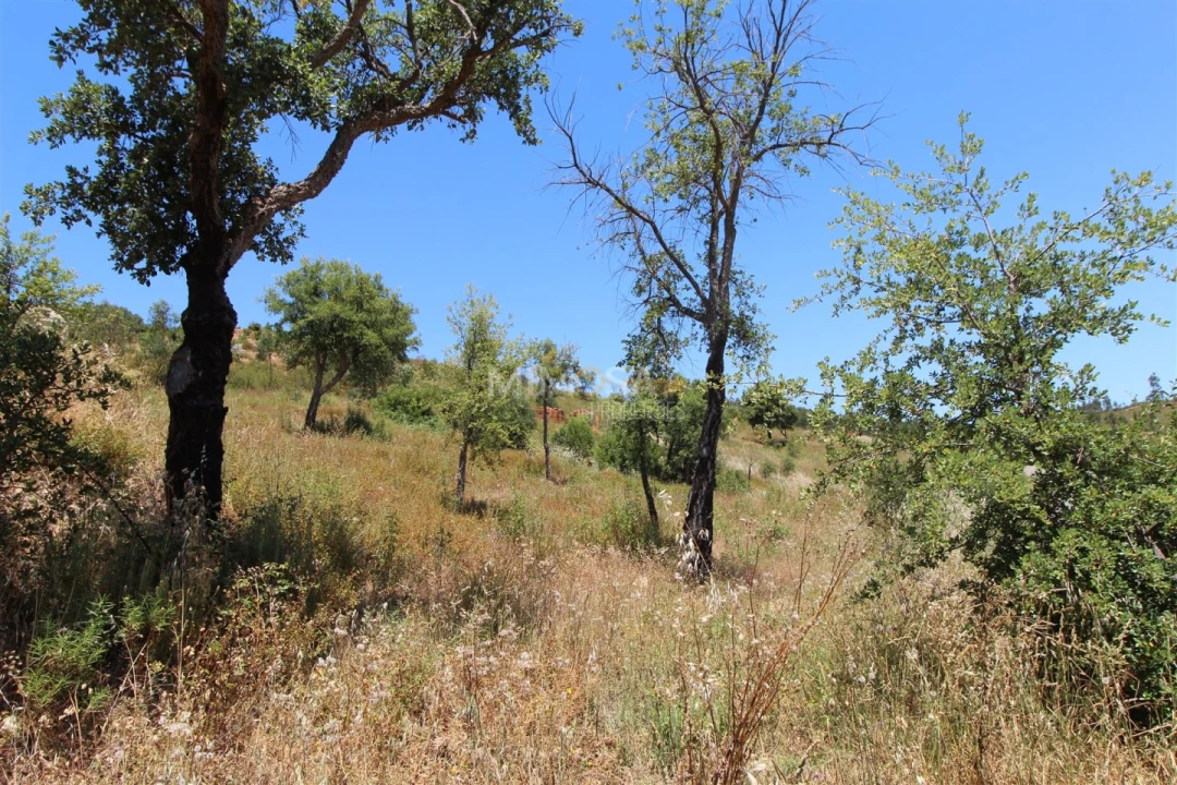 Terreno Misto para Venda em Alferce Foto 13